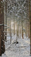 Snow-covered forest with sunlight rays between the spruce (picea) trees, Rennsteig, Thuringian