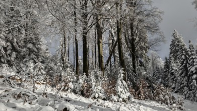 Snowy forest with tall trees in cloudy sky, Rennsteig, Thuringian Forest nature park Park