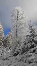 Tall tree covered with snow, surrounded by snow-covered spruces (picea), Rennsteig, Thuringian