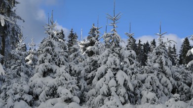 Snow-covered spruce tops (picea) in front of a blue sky, Rennsteig, Thuringian Forest nature park