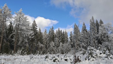 Winter spruce forest scene (picea) under a blue sky, Franconian Forest nature park Park