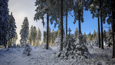 Snow-covered forest with tall spruces (picea) in front of a blue sky, Rennsteig, Thuringian Forest