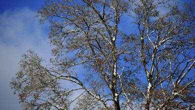 A tree with bare branches on a blue sky with few clouds in sunny autumn, Frankenwald nature park