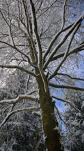 Snowy tree with numerous branches, blue sky in the background, Franconian Forest nature park Park
