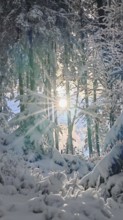 Winter forest with snow cover and sunlight between trees, Rennsteig, Thuringian Forest nature park