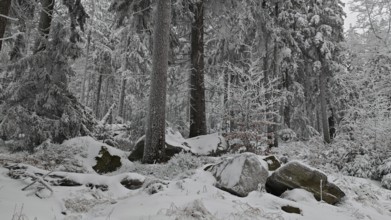 Winter forest with snow-covered rocks and trees, quiet winter atmosphere, Fichtelgebirge