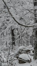 Snowy forest with icy branches, rocks and a quiet, wintry atmosphere, Fichtelgebirge