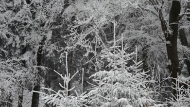 Dense, snow-covered forest with ice-cold trees and a quiet, wintery atmosphere, Fichtelgebirge