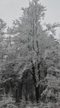 Frozen trees (arbor) with ice crystals, surrounded by winter atmosphere and frosty cold,