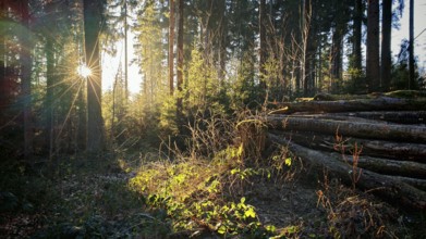 Sun rays flood a forest clearing, piles of wood and shrubs in the foreground, Fichtelgebirge