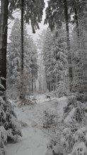 Snowy forest trail between tall, snow-covered trees, quiet cold, Fichtel Mountains