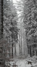 Snowy forest trail surrounded by tall, snow-covered trees, quiet atmosphere, Fichtelgebirge