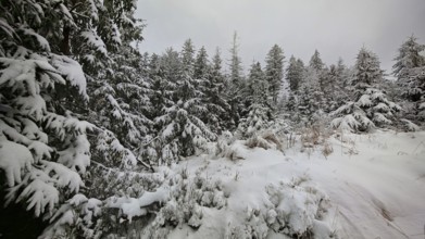 Winter forest with snow-covered pine trees and a quiet atmosphere under grey skies, Fichtelgebirge