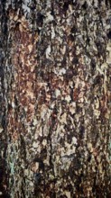 Close-up of the textured bark of a tree, Franconian Forest nature park Park