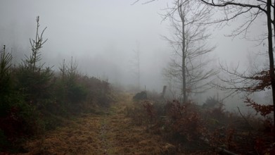 Fog-covered forest trail with bare trees in late autumn, Rennsteig, Thuringian Forest nature park