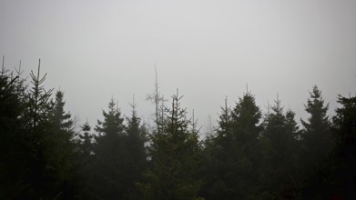 View over the tops of the conifers, spruces (picea) into the misty sky, Rennsteig, Thuringian