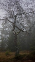 Bare tree, birch (Betula) in a foggy winter landscape, Rennsteig, Thuringian Forest nature park