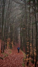 A walker walks across a leafy path in autumn forest, Rennsteig, Thuringian Forest nature park Park