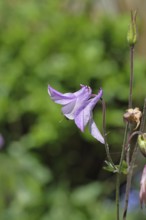 Columbine (Aquilegia vulgaris), pink flower at the edge of a forest, in spring, Wilnsdorf, North