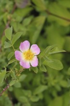 Dog rose (Rosa canina), dog rose, flower, North Rhine-Westphalia, Germany