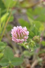 Pink clover (Trifolium repens), flower, Wilnsdorf, North Rhine-Westphalia, Germany