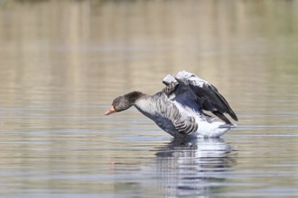 Greylag goose (Anser anser), flapping its wings on a pond, Wagbachniederung nature reserve,