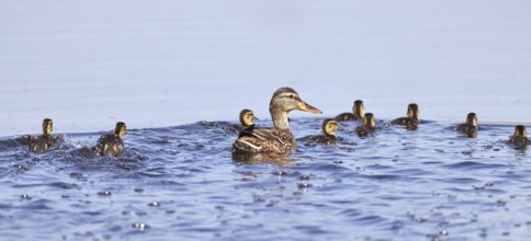 Mallard (Anas platyrhynchos), female with young, swimming hastily away, Wagbachniederung nature