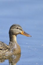 Mallard (Anas platyrhynchos), female, animal portrait, Wagbachniederung nature reserve, Waghäusel,