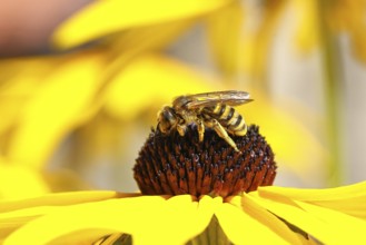 Yellow-banded furrow bee (Halictus scabiosae), on yellow coneflower (Echinacea paradoxa),