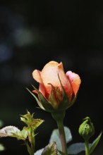 Rose blossom (Rosa sp.), salmon-coloured blossom with black background, in a garden, Wilnsdorf,