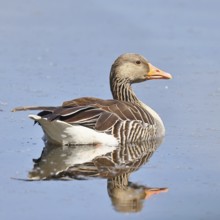 Greylag goose (Anser anser), swimming on a pond, Wagbachniederung nature reserve, Waghäusel,