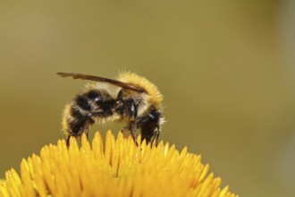 Field bumblebee (Bombus pascuorum), collecting nectar on a coneflower (Echinacea), close-up,