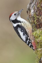 Middle spotted woodpecker (Dendrocopos medius) foraging on dead wood of an oak (Quercus),