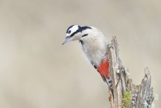 Great spotted woodpecker (Dendrocopos major), female, foraging on a tree stump overgrown with moss