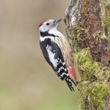 Middle spotted woodpecker (Dendrocopos medius) foraging on dead wood of an oak (Quercus),