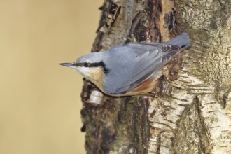 Nuthatch (Sitta europaea) climbing on a birch trunk, Animals, Birds, Wilnsdorf, North