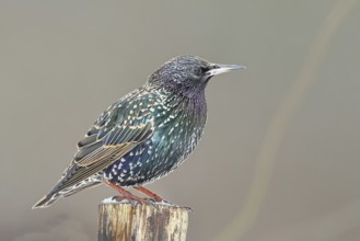 Starling (Sturnus vulgaris) adult bird in spotted winter plumage, sitting on a fence post,
