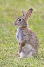 Wild rabbit (Oryctolagus cuniculus), sitting in a meadow, making mate, erect, fully grown, alert,