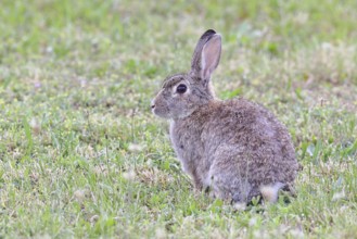 Wild rabbit (Oryctolagus cuniculus), sitting in a meadow, adult, alert, wildlife, animals, rodent,