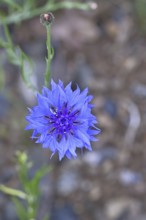 Cornflower (Centaurea cyanus), blue flower at the edge of a field, Wilnsdorf, North