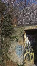 Graffiti-covered wall surrounded by flowering cherry trees (cerasus), Berlin