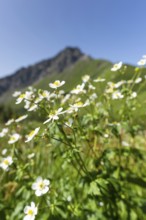 Mountain panorama with white alpine anemones (Pulsatilla alpina ssp. alpina), behind it the