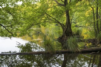 Herthasee, fallen tree trunk, trees with autumn colors, Jasmund National Park, Sassnitz, Rügen