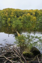Herthasee, fallen tree trunk, trees with autumn colors, Jasmund National Park, Sassnitz, Rügen