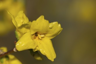 Forsythia single yellow garden shrub flower in winter, England, United Kingdom