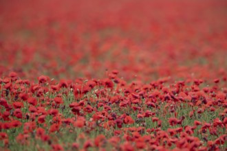 Common field poppy (Papaver rhoeas) wildflower field of red poppies in summer, England, United