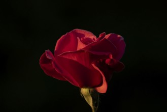 English rose single red garden flower in summer, England, United Kingdom