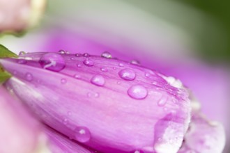 Foxglove (Digitalis purpurea) single purple wildflower flower with water droplets on the petals in