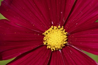 Cosmos single red garden flower in summer, England, United Kingdom