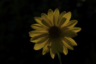 Annual sunflower (Helianthus annuus) single garden yellow flower backlit in summer, England, United